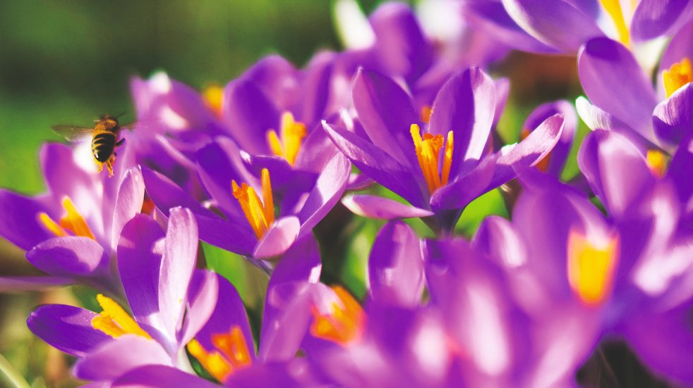 crocuses at kew